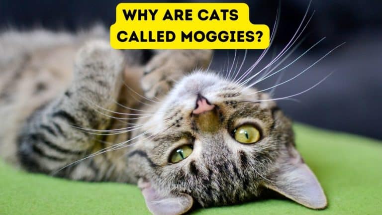 Why are Cats Called Moggies?
