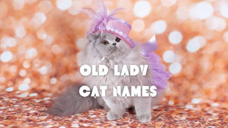 220 Old Lady Cat Names Steeped in Tradition