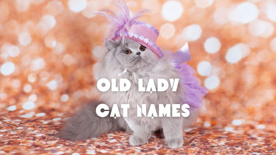 gray kitten wearing old fashioned purple hat and dress