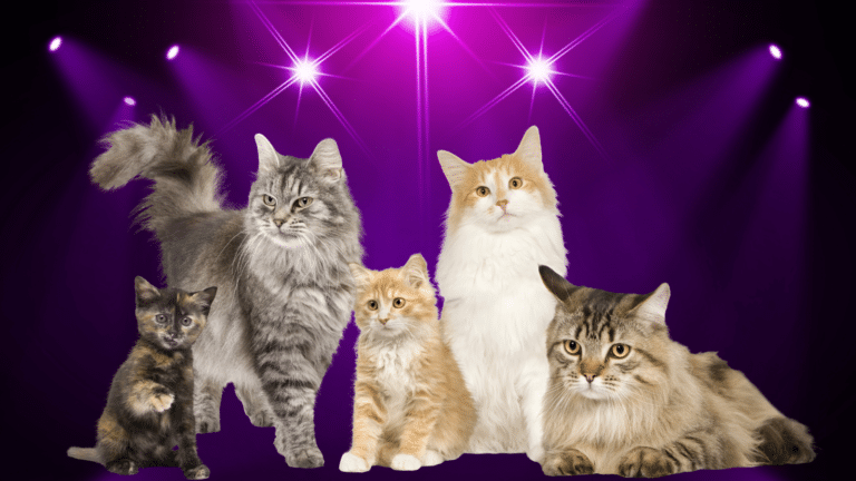 50+ Purple Cat Names from Regal to Romantic