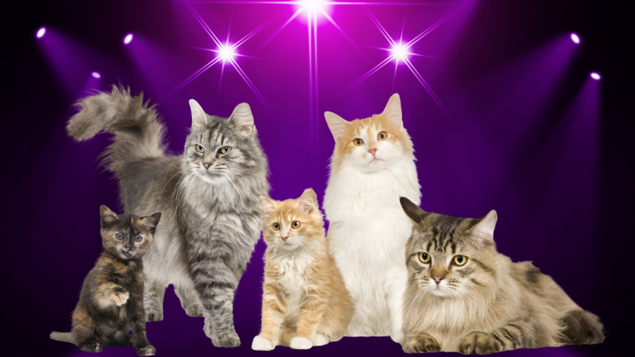 five cats and kittens with purple spotlight background
