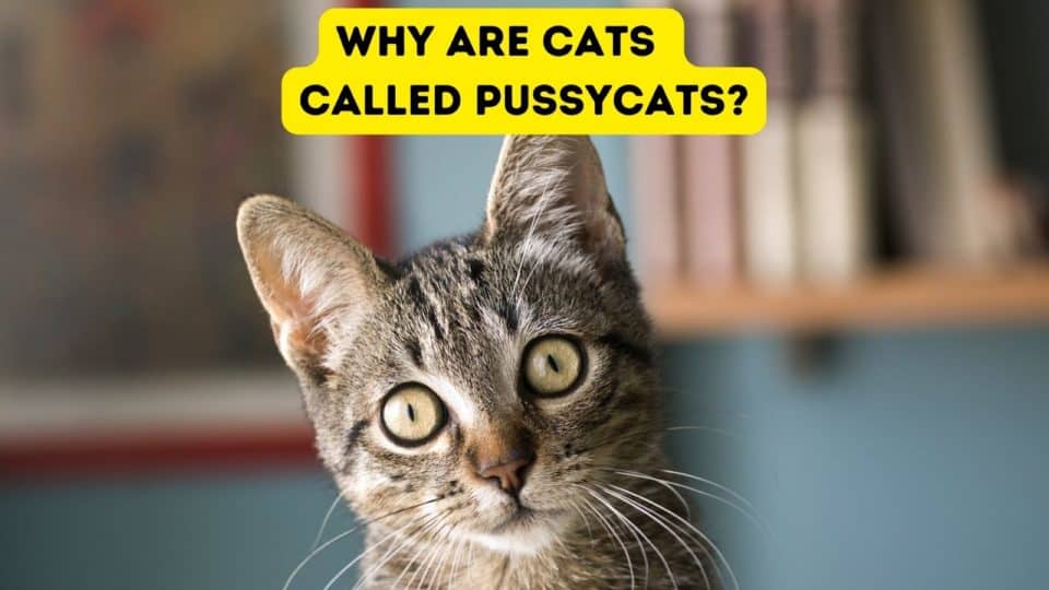 why-are-cats-called-pussycats