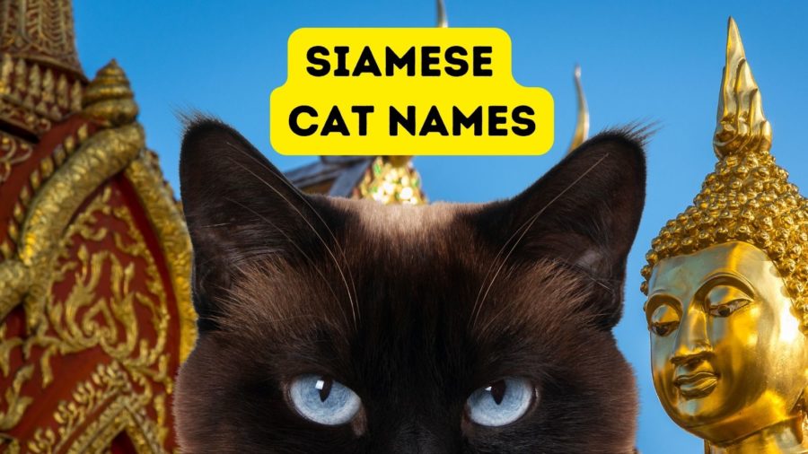 siamese cat looking at camera with background of temple in Thailand