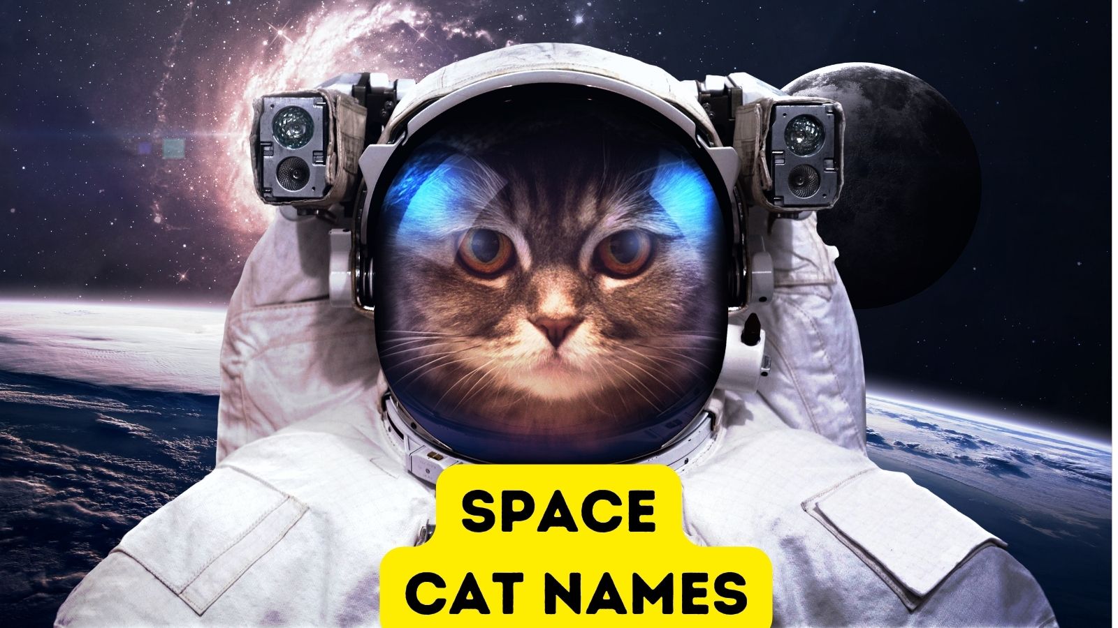 230+ Space Cat Names for Your Cosmic Kitty