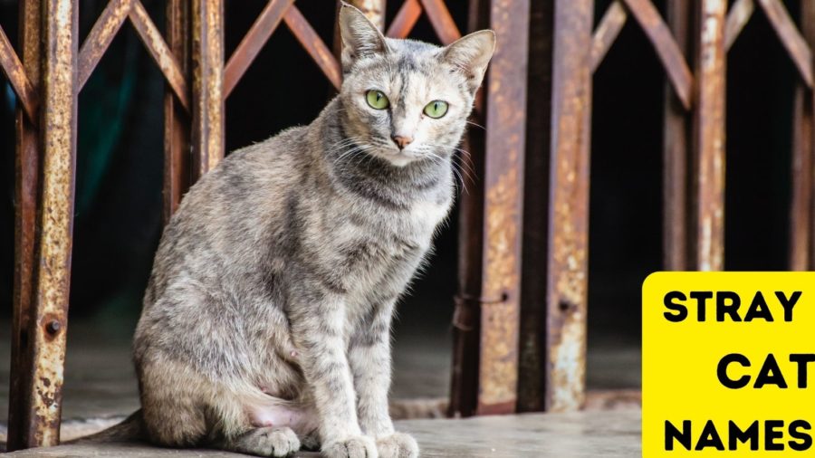 gray cat sitting beneath rusting posts looking at camera with wording Stray Cat Names