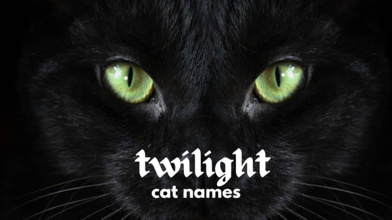 190 Twilight Names for Cats