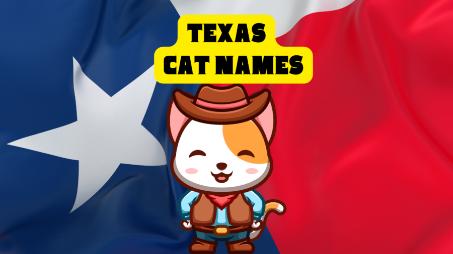 cartoon cat wearing a cowboy hat with background of Texas flag