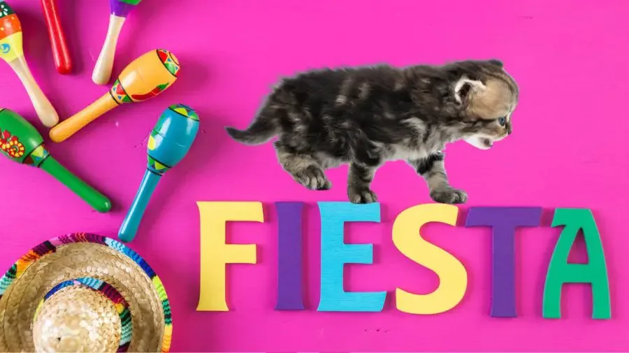 kitten with background of fiesta accessories