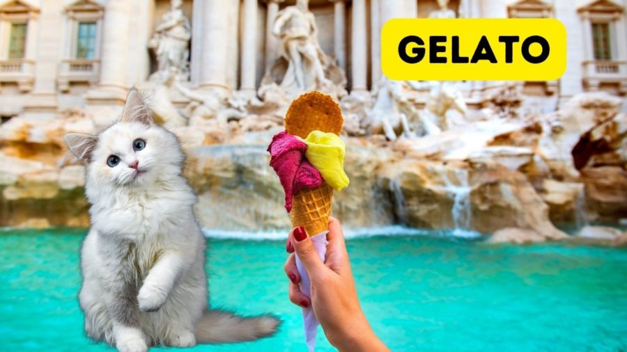 photo of white cat with background of Trevi Fountain and woman's hand holding Gelato