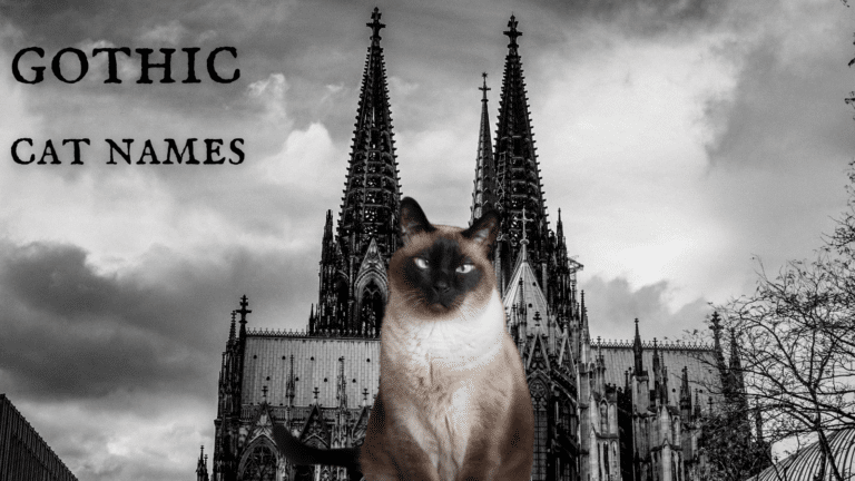 240+ Gothic Cat Names & Emo Names