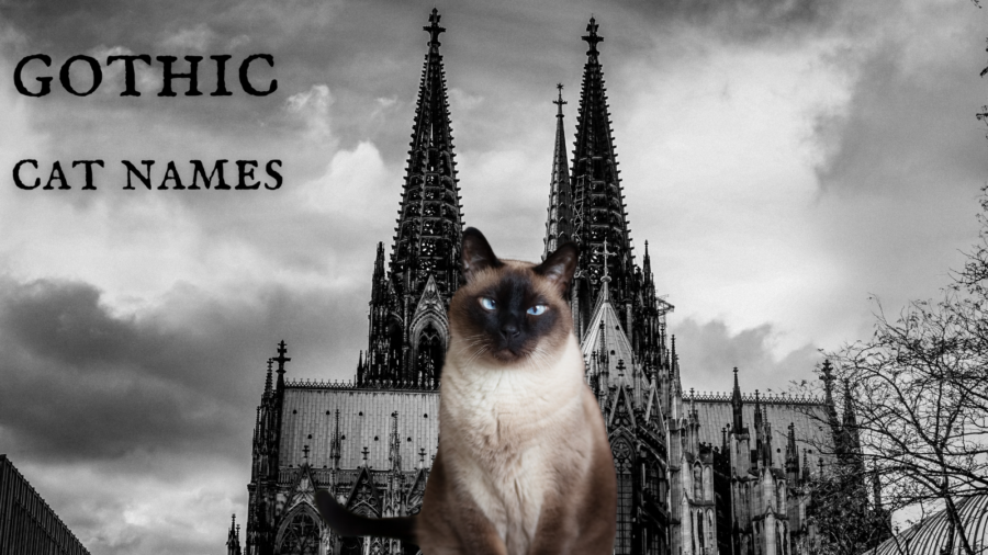 black and white image of gothic church with photo of Siamese cat in center of image