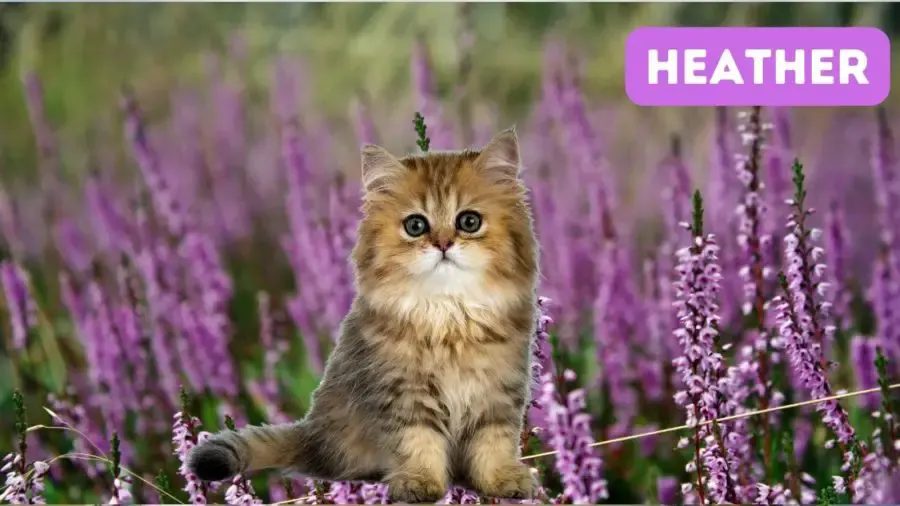 kitten with background of heather