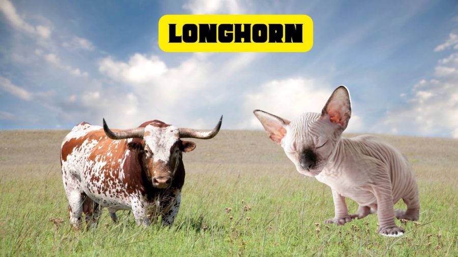 photo of Texas longhorn with large eared kitten imposed on photo