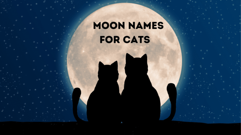 125+ Moon Names for Cats that are Out of this World!