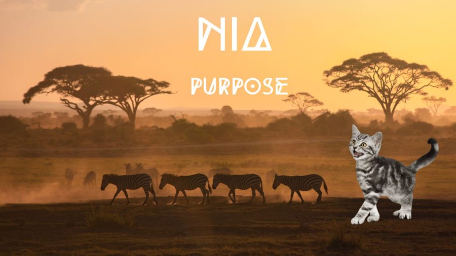 meaning of name Nia with photo of kitten over background of zebras in Africa