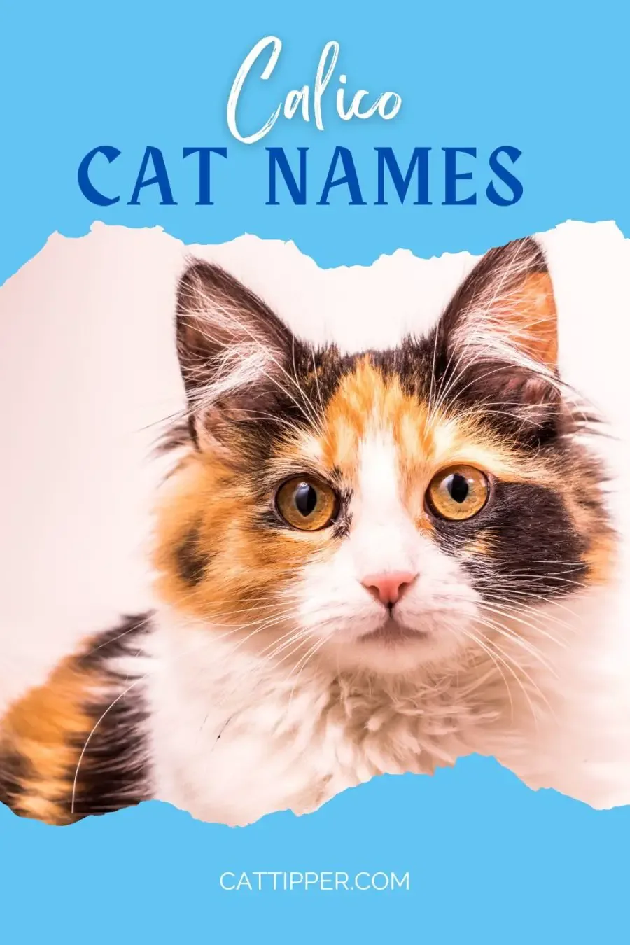 Calico kitten closeup on Pinterest pin featuring Calico cat Names