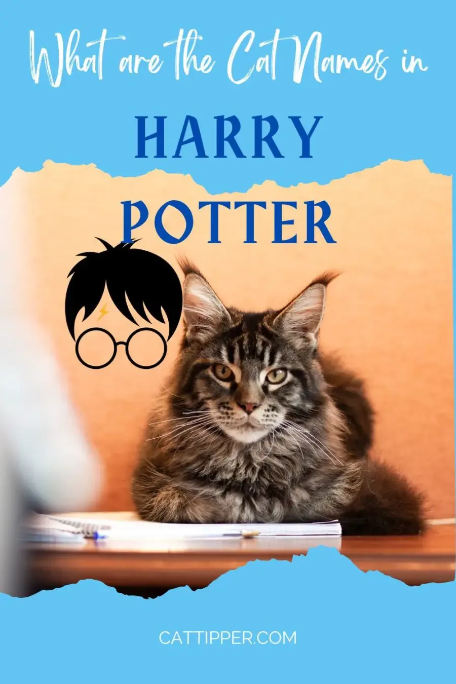 Pinterest pin on What are the cat names of Harry Potter showing a Maine Coon cat and a graphic representing Harry Potter