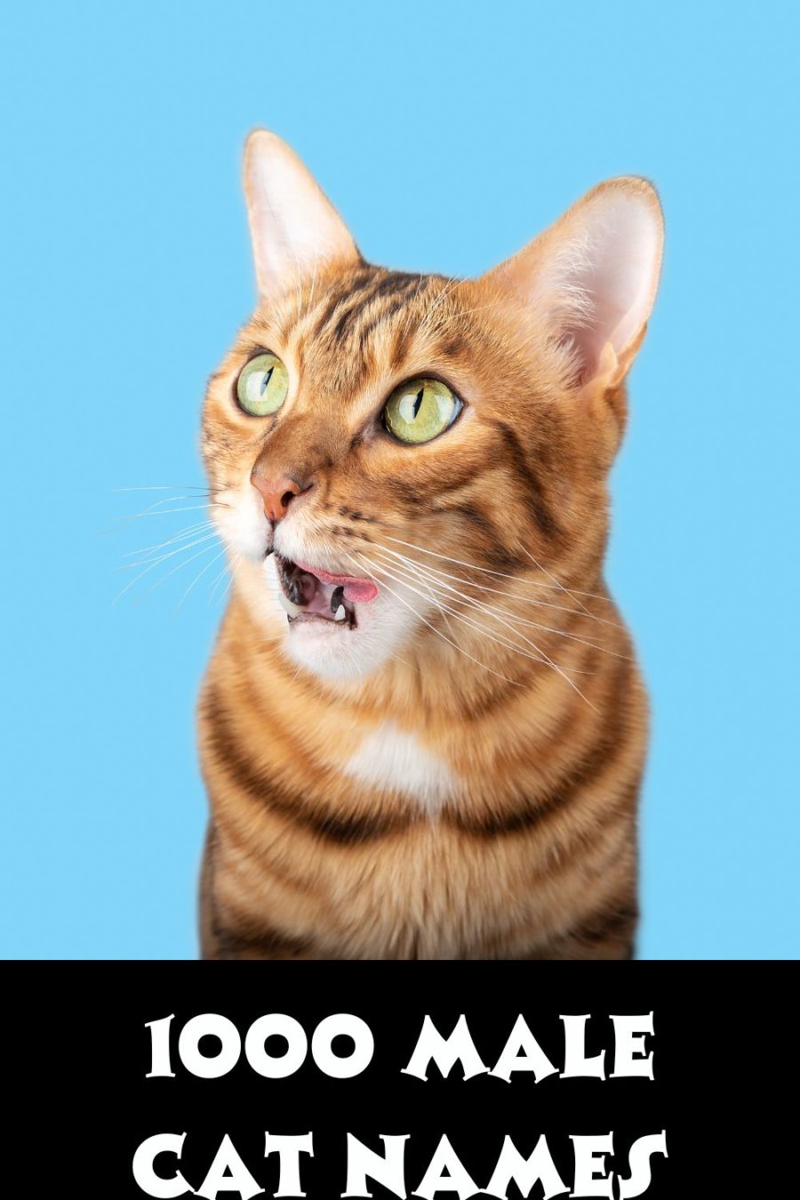 cat licking lips with blue background; below the cat are the words 1000 Male Cat Names