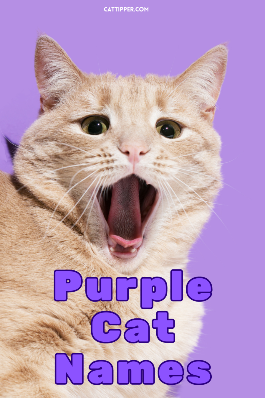 orange cat looking at camera with purple cat names title superimposed below