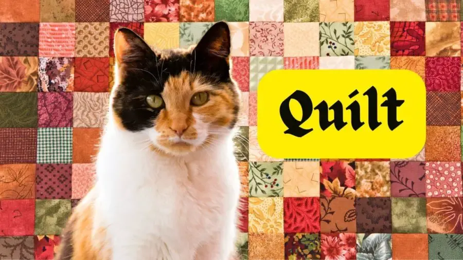 Calico cat against background of quilt 