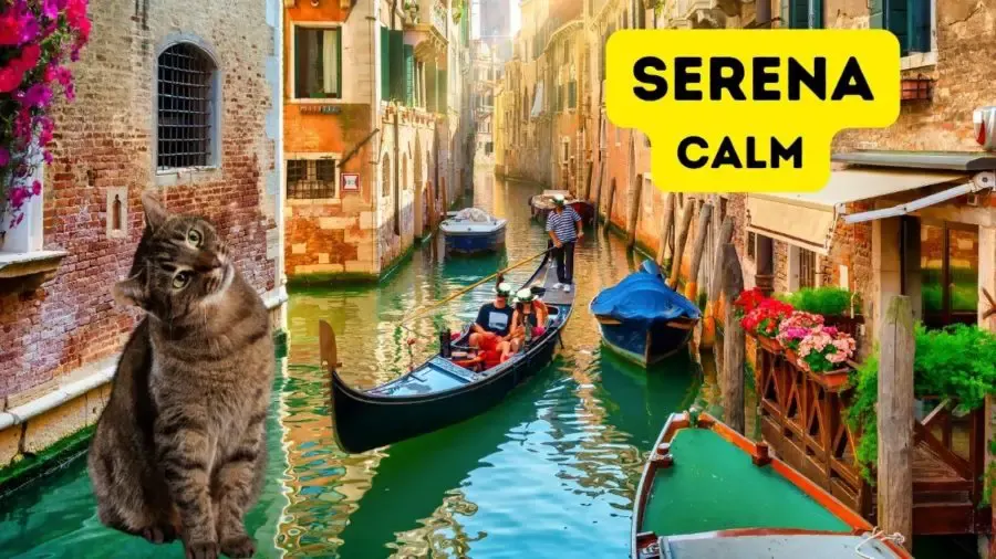 cat with background of Venetian canal and name Serena (calm) overlaid on image