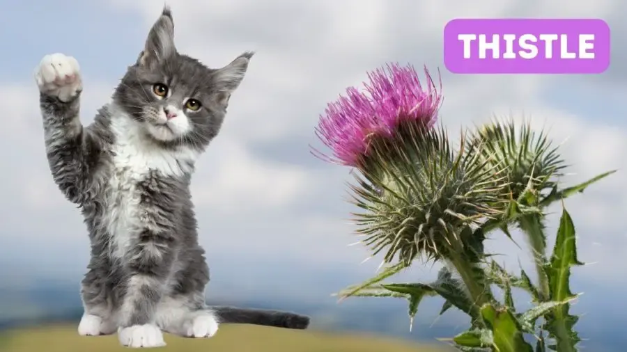 kitten with closeup of Thistle plant
