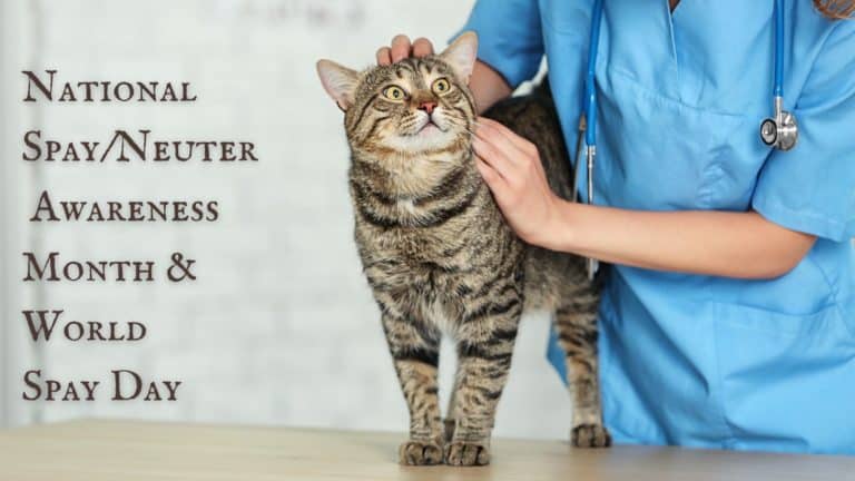 National Spay/Neuter Awareness Month & World Spay Day