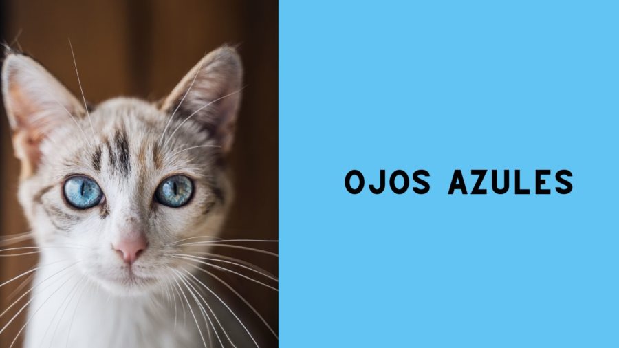 image of Ojos Azules cat