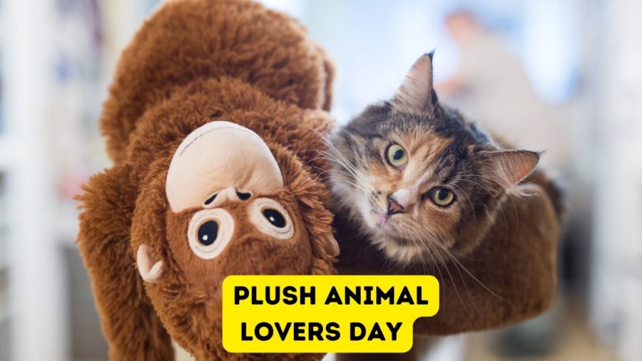 photo of cat and plush monkey toy
