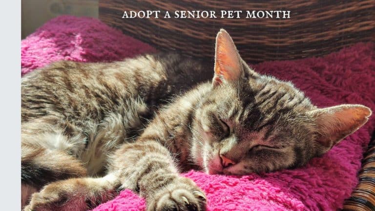 November is Adopt A Senior Pet Month