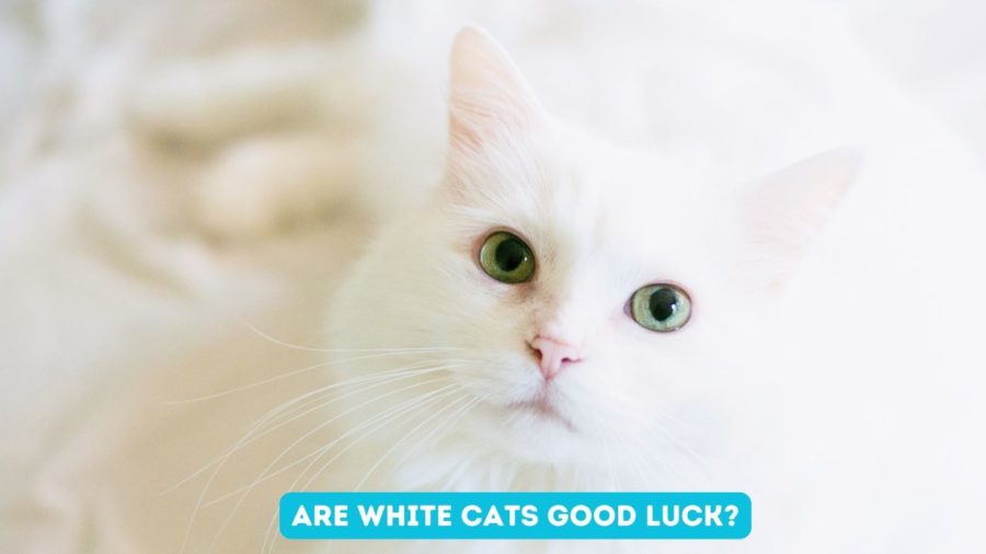 white cat with green eyes