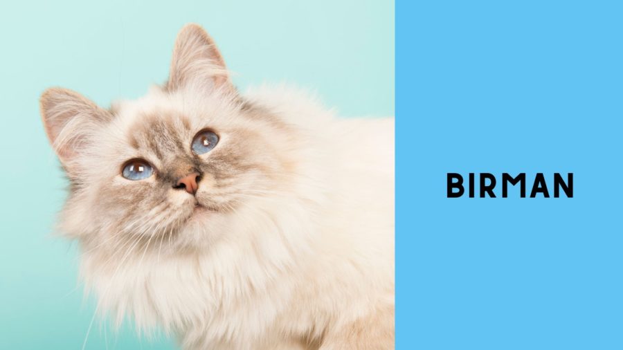 photo of Birman cat