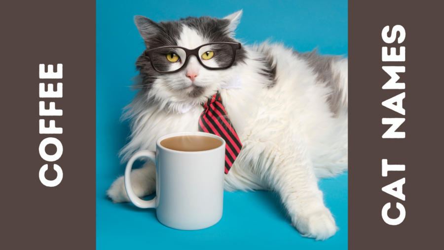 photo of cat wearing glasses sitting with a cup of coffee