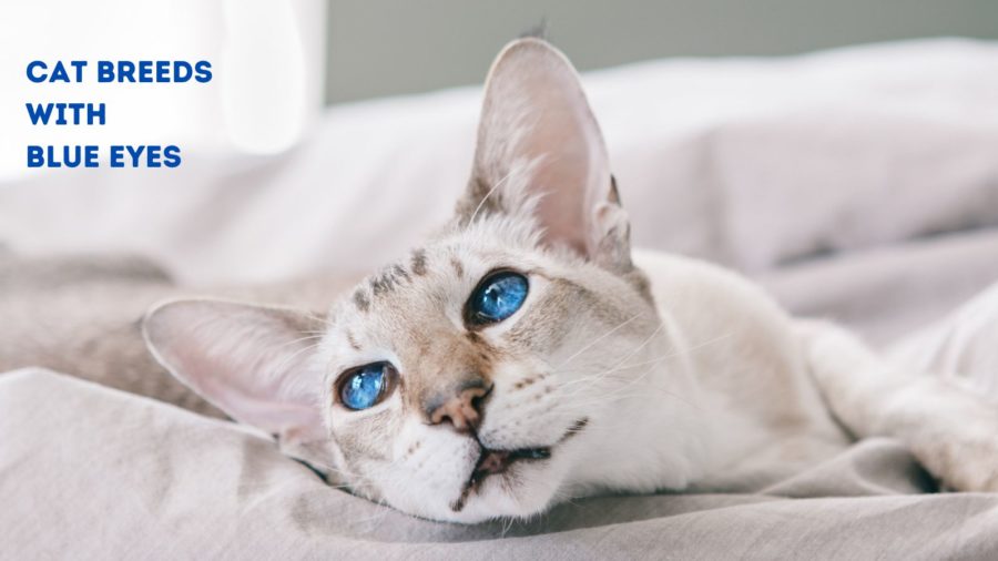 image of cat with blue eyes; "cat breeds with blue eyes" text in upper left corner of photo