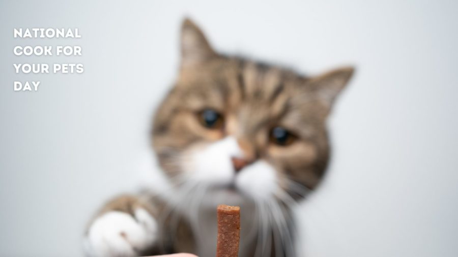 photo of cat trying to reach cat treat
