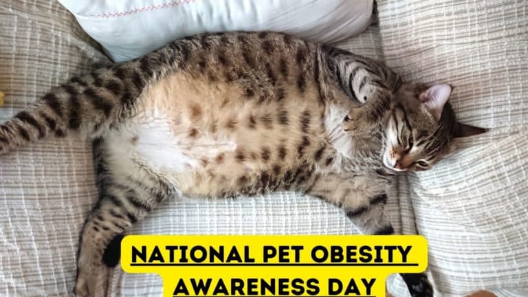 National Pet Obesity Awareness Day