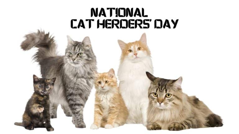 National Cat Herders’ Day