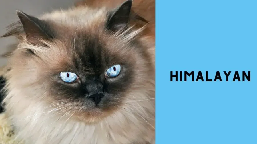 closeup of Himalayan cat with blue eyes