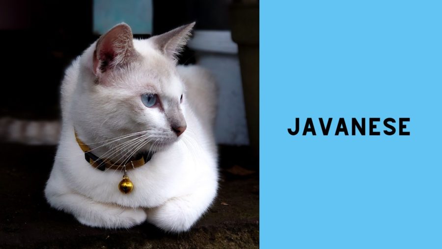 photo of Javanese cat with blue eyes
