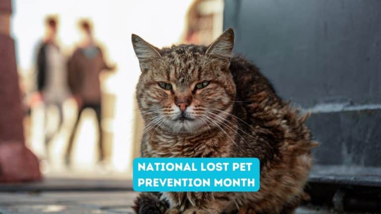 National Lost Pet Prevention Month