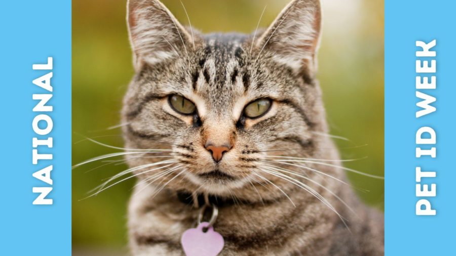 photo of a tabby cat wearing an id tag on collar