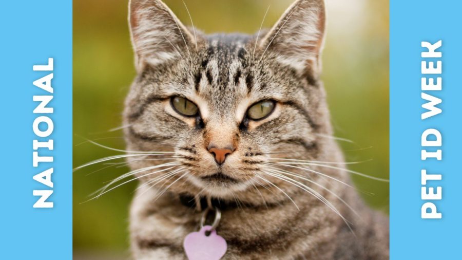 photo of a tabby cat wearing an id tag on collar