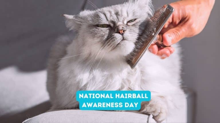 National Hairball Awareness Day