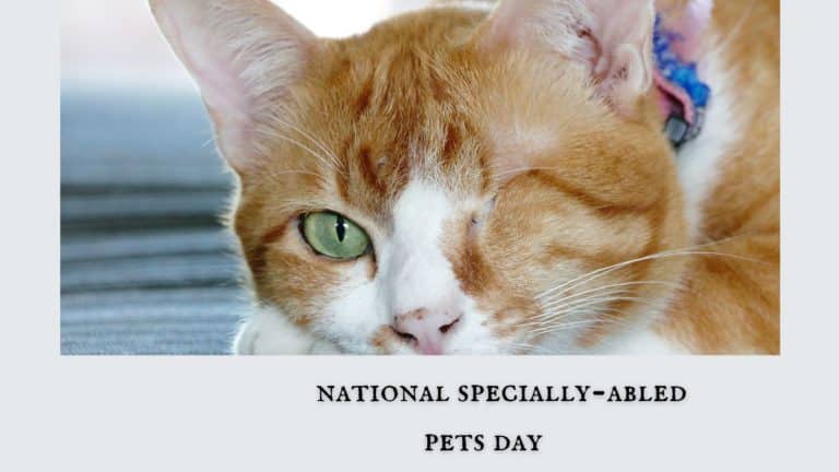 National Specially-Abled Pets Day