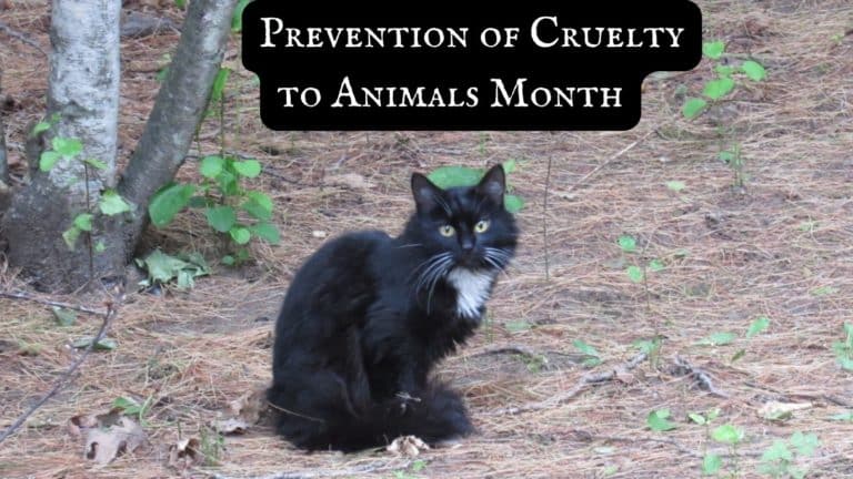 Prevention of Cruelty to Animals Month