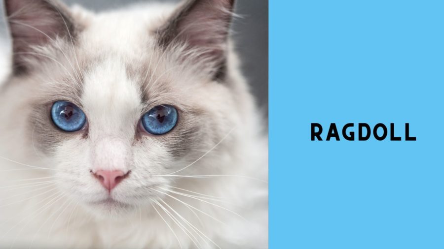 closeup image of Ragdoll cat with blue eyes