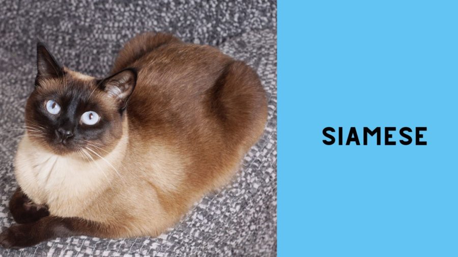 photo of Siamese cat with light blue eyes