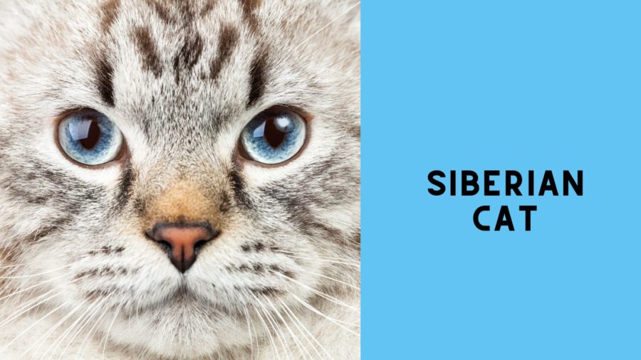 image of Siberian Cat with blue eyes