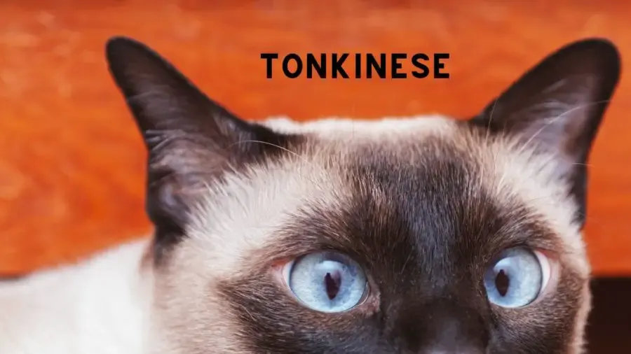 closeup photo of Tonkinese cat