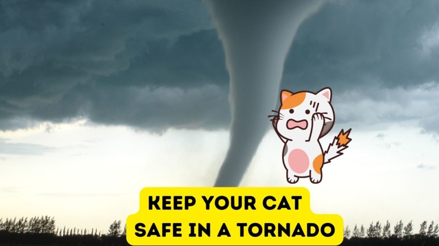 Cats and Tornadoes: 8 Tips for Keeping Your Pet Safe - Catster